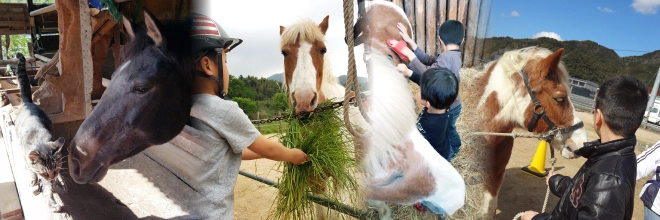 馬を使った活動